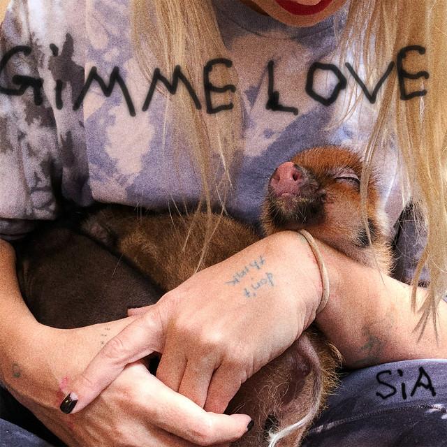 Gimme Love – Sia